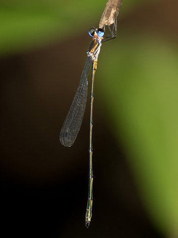 Tropical Needle (Synlestes tropicus)